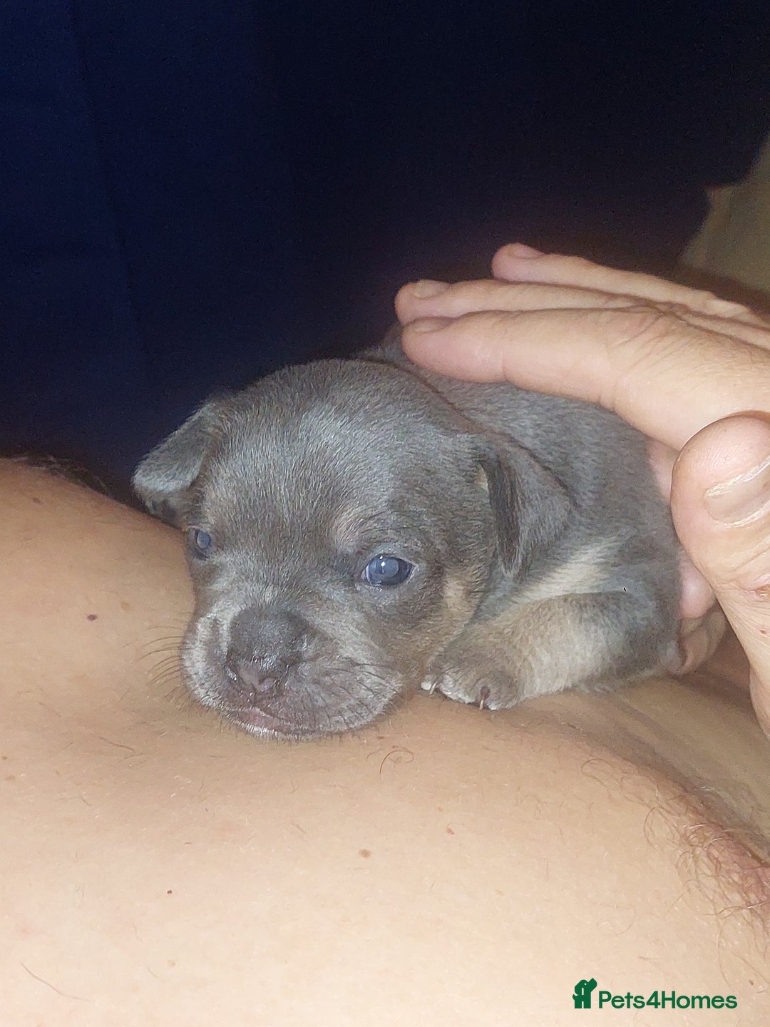 Mixed Breed dogs for sale: FRENCH BULLDOG X STAFFY  - Image 21