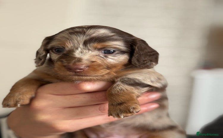 Miniature Dachshund dogs - Advert 7