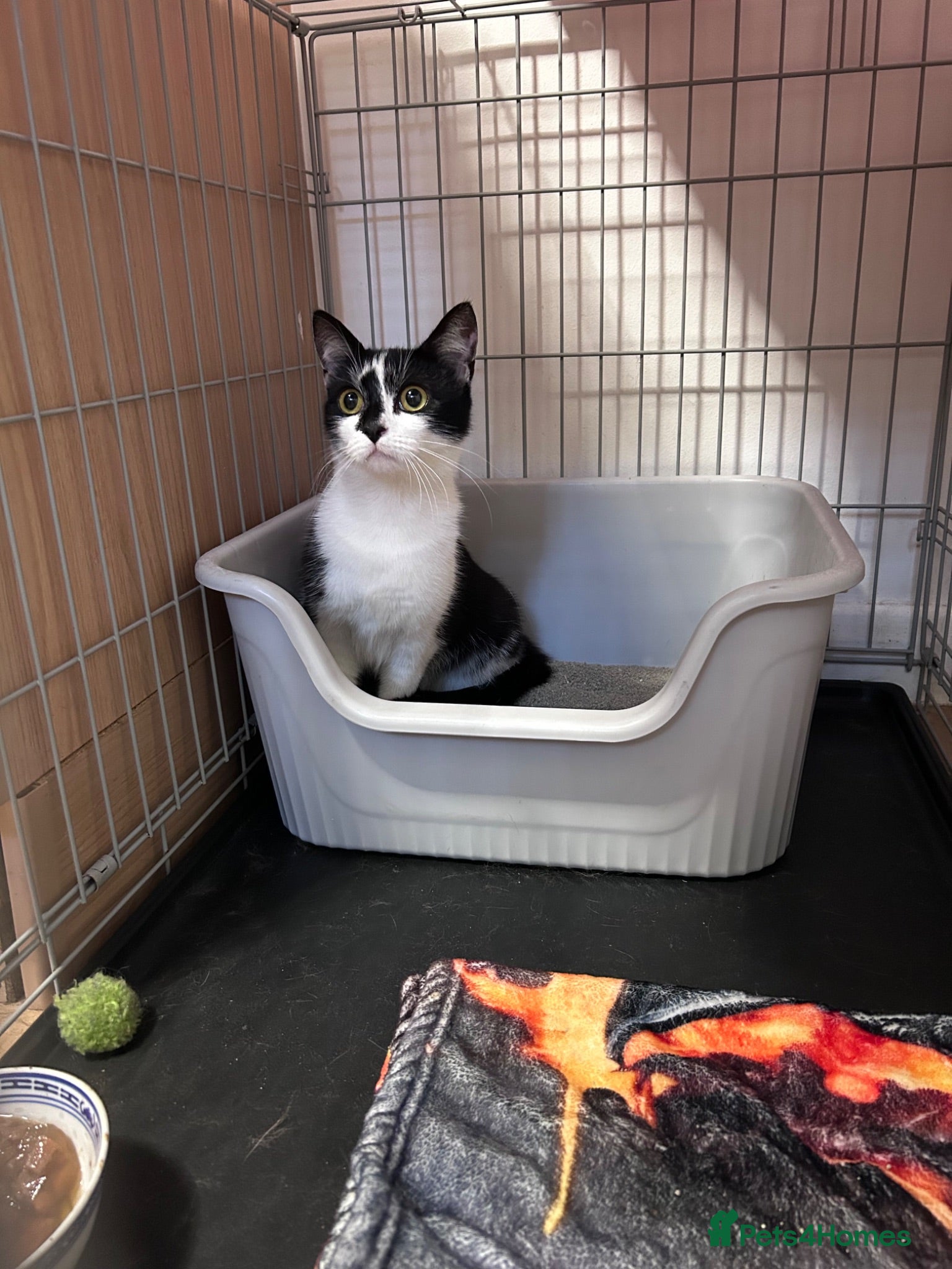 Mixed Breed cats Loving Female looking for a home - Advert 3