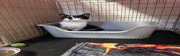 Mixed Breed cats for sale: Loving Female looking for a home - Advert 1
