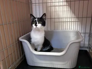 Mixed Breed cats Loving Female looking for a home - Advert 1