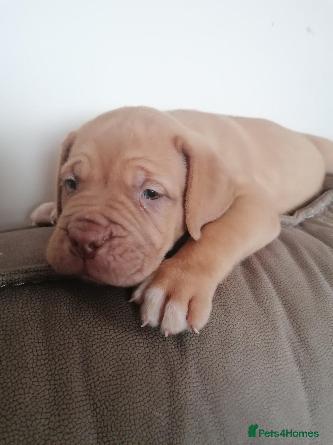 Dogue De Bordeaux dogs for sale: Gorgeous DOUGUE Babies - Image 8