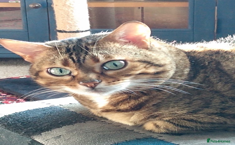 Bengal cats - Advert 2