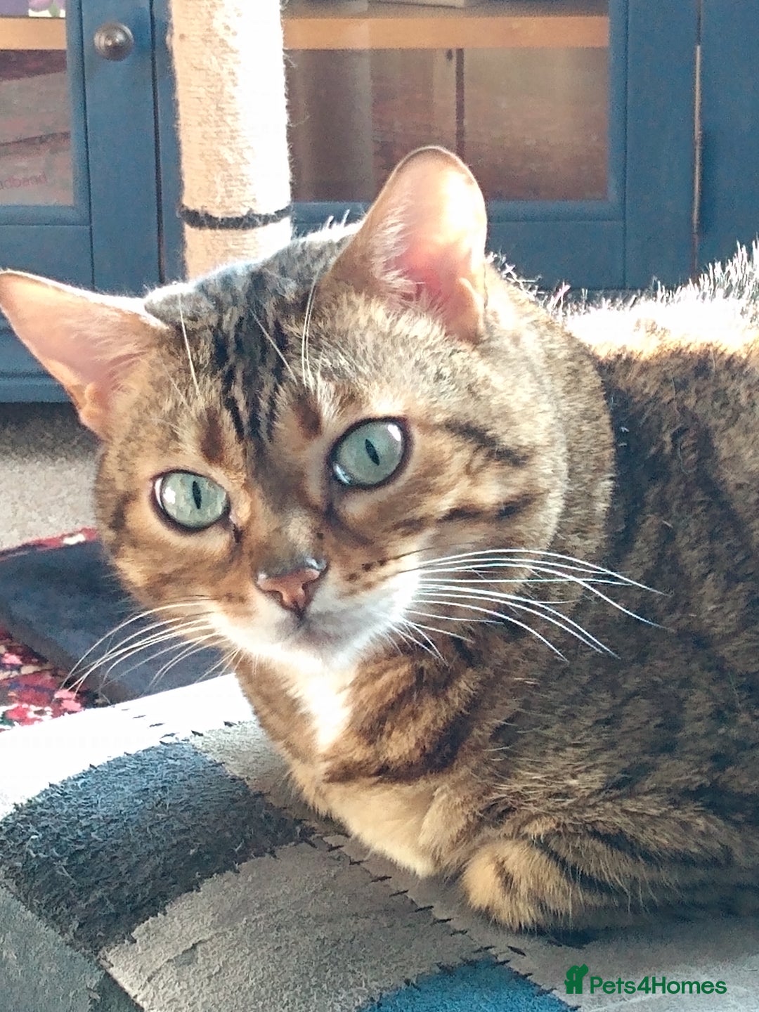 Bengal cats for sale: Bengal female indoors cat. - Image 1