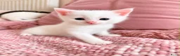 Turkish Angora cats for sale: Four Adorable Kittens!  - Advert 5