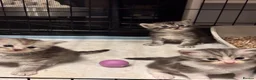 Ragcoon cats for sale: 🐾 Adorable RAGCOON Kittens ! 🐾 - Advert 10