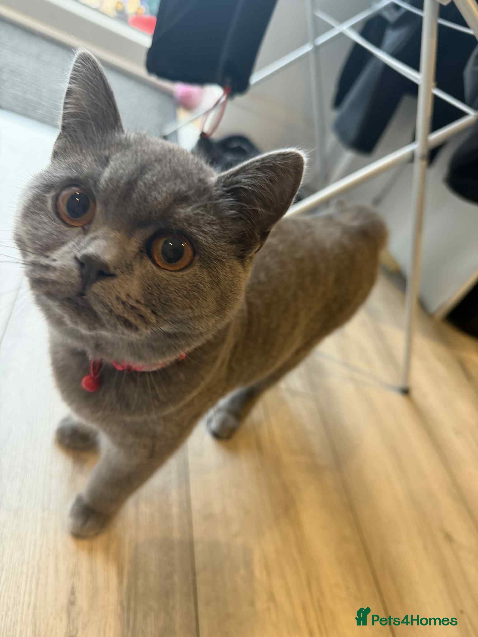 British Shorthair cats British blue female  - Advert 1