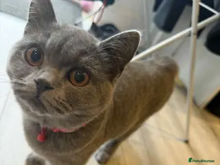 British Shorthair cats British blue female - Advert 1