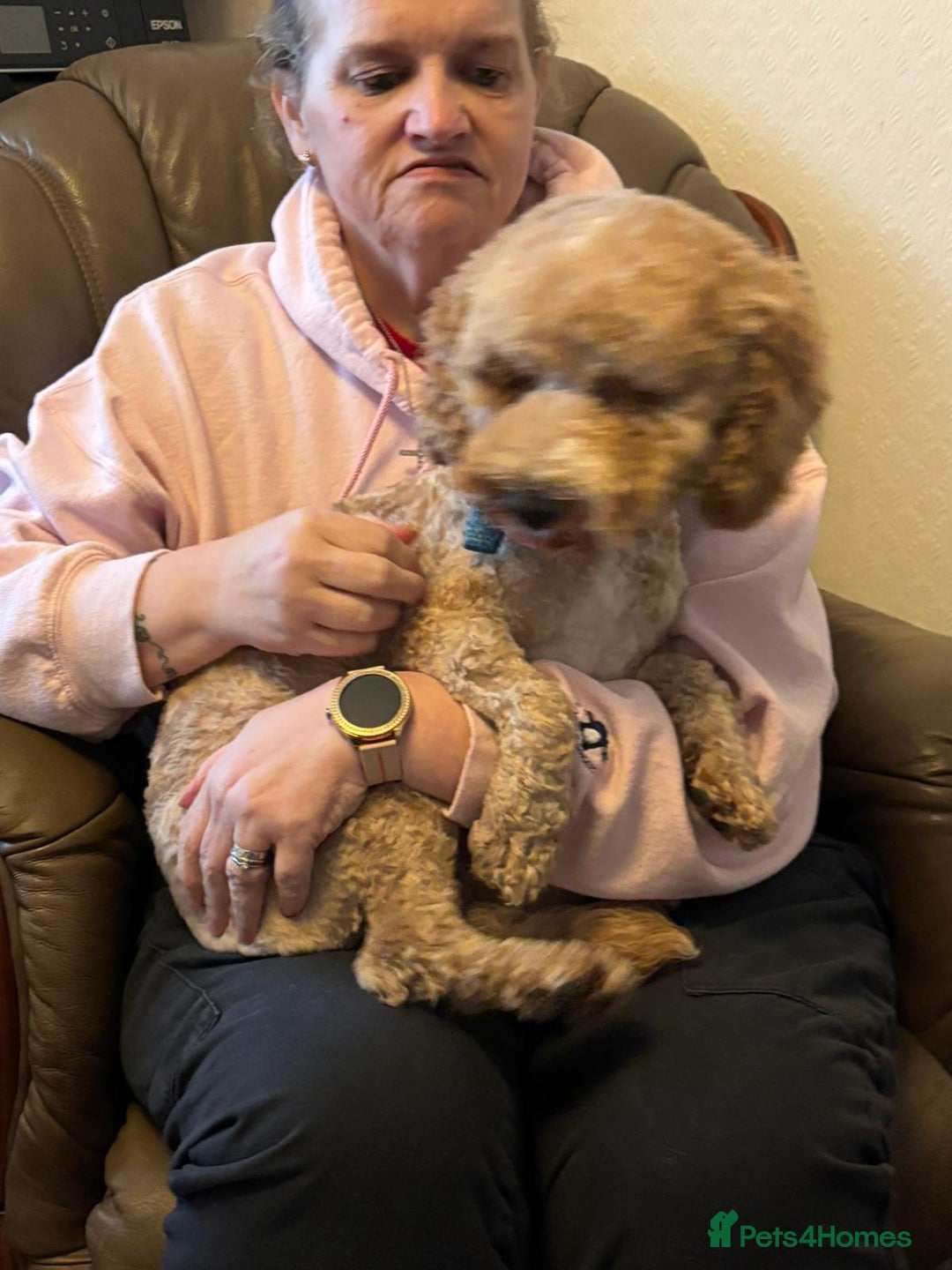 Cockapoo dogs for stud: T2 Cockerpoo for Stud - Advert 5