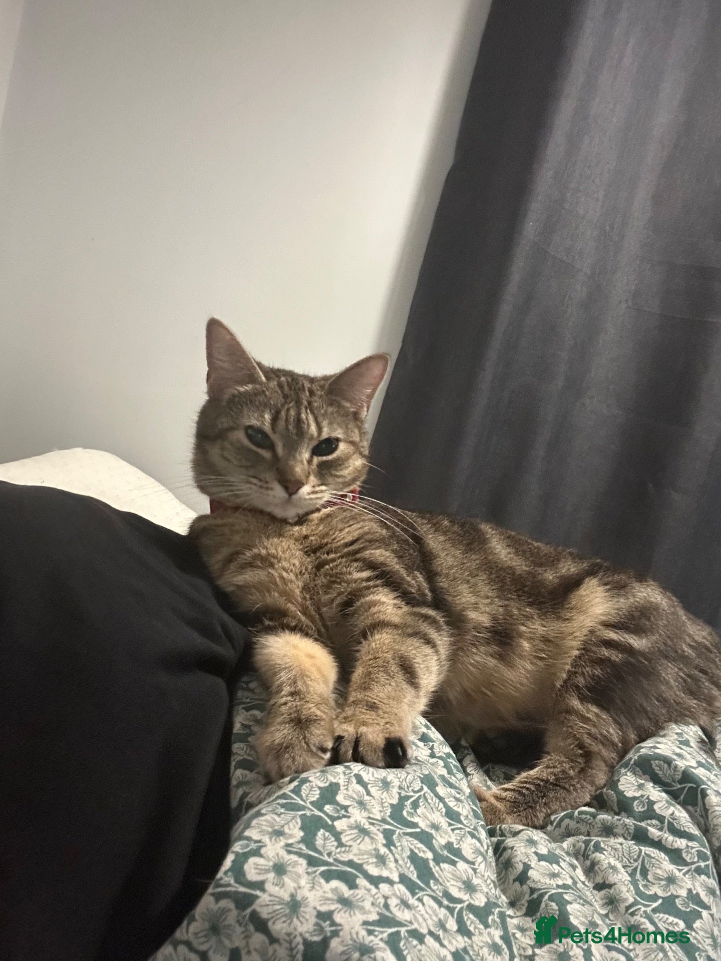 Mixed Breed cats for sale: Long haired grey cat - Advert 4