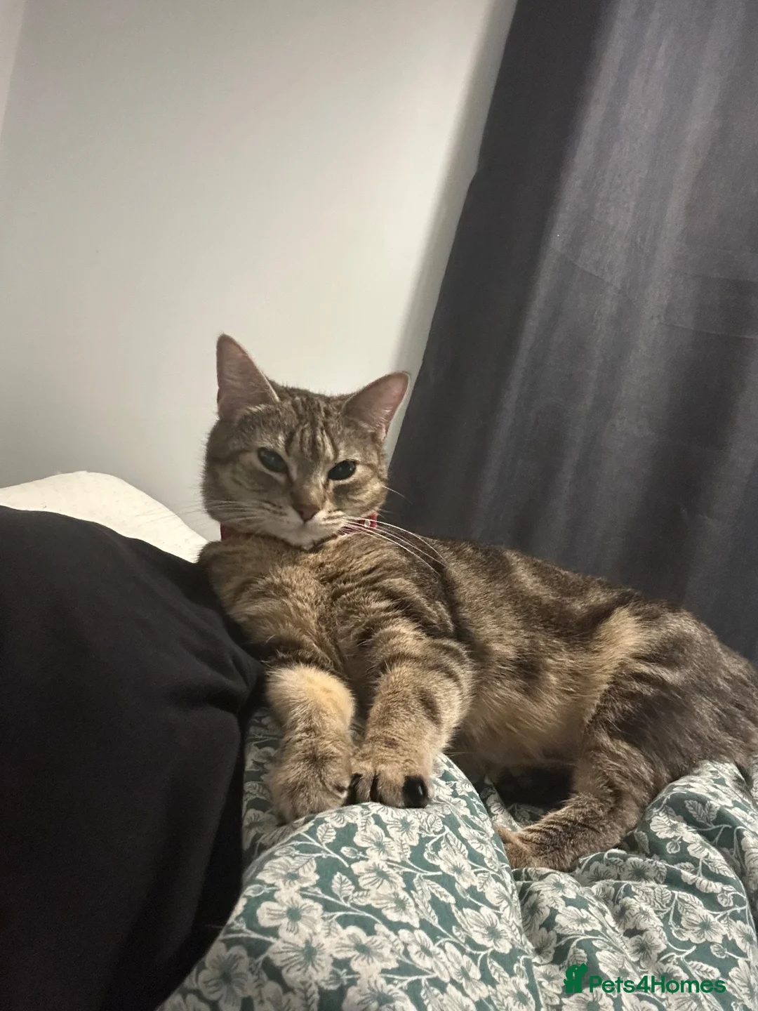 Mixed Breed cats for sale: Long haired grey cat - Advert 1