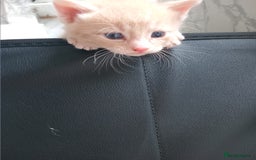 Bengal cats for sale: Ready now Beautiful Bengal kittens  - Image 17
