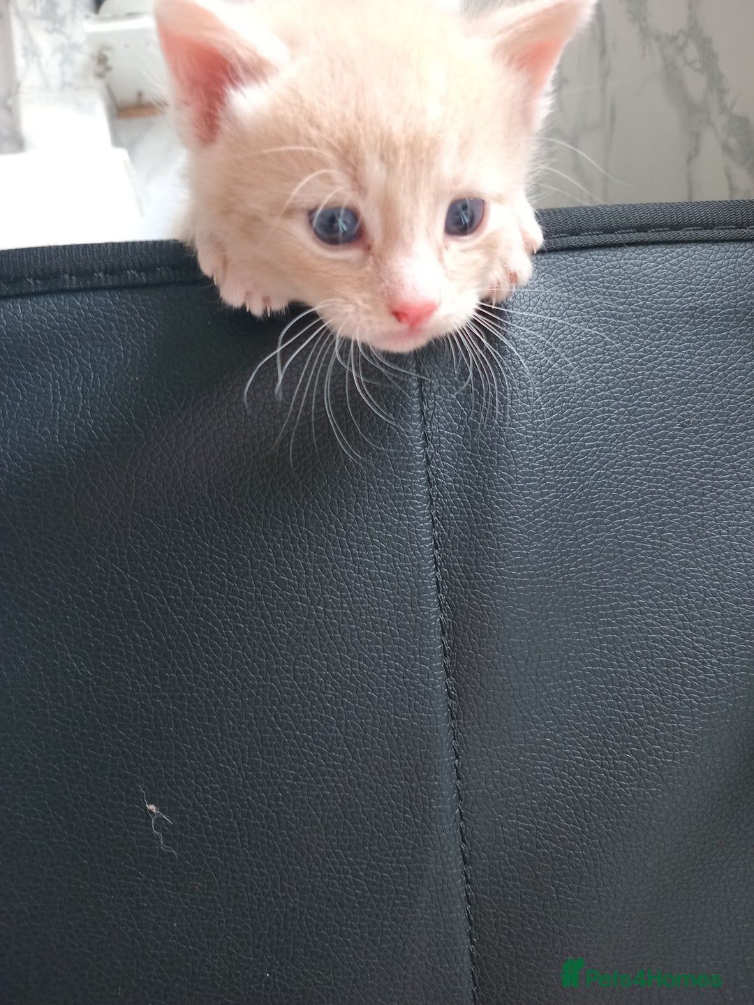 Bengal cats for sale: Ready now Beautiful Bengal kittens  - Image 17