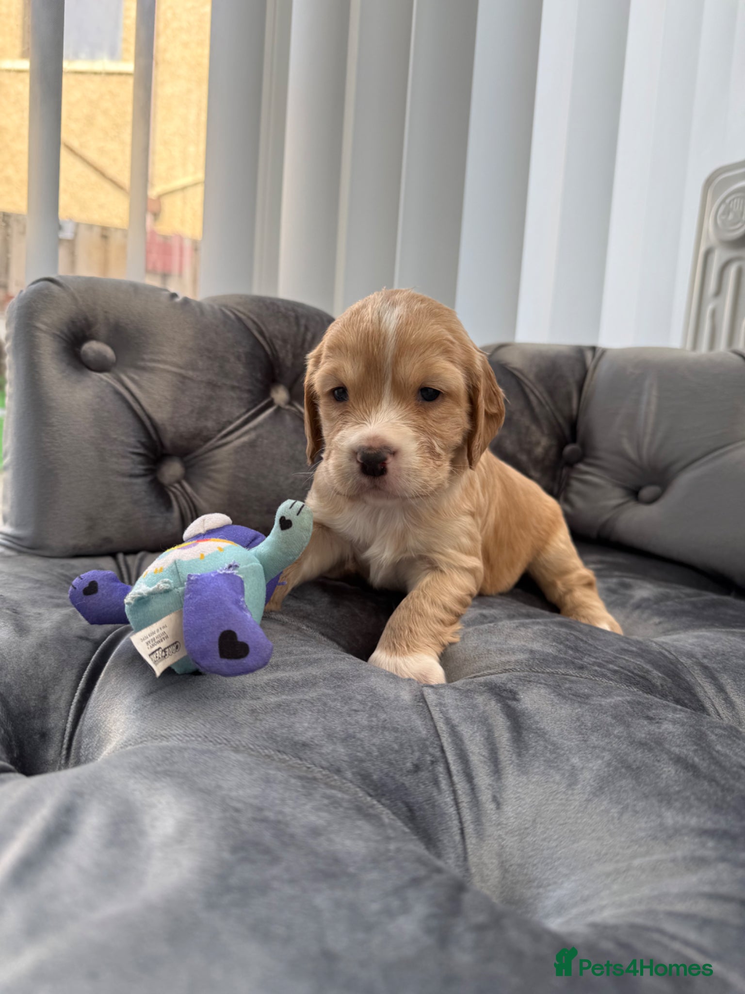 Cocker Spaniel dogs 4 beautiful working cockers 2 boys 2 girls! - Advert 12