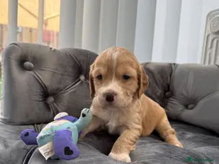 Cocker Spaniel dogs 4 beautiful working cockers 2 boys 2 girls! - Advert 12