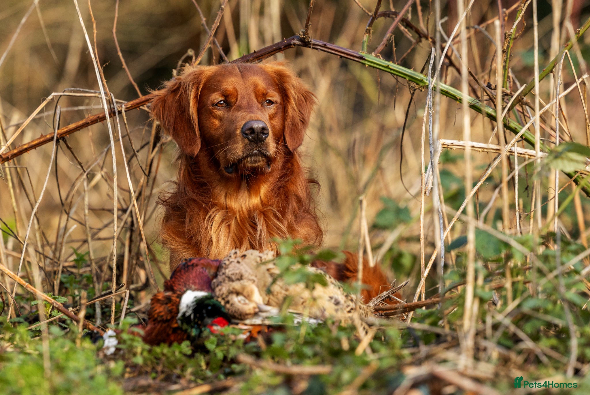 Golden Retriever dogs Stunning Golden Retriever at Stud - Advert 10
