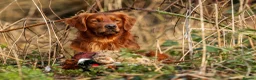 Golden Retriever dogs for stud: Stunning Golden Retriever at Stud - Advert 1