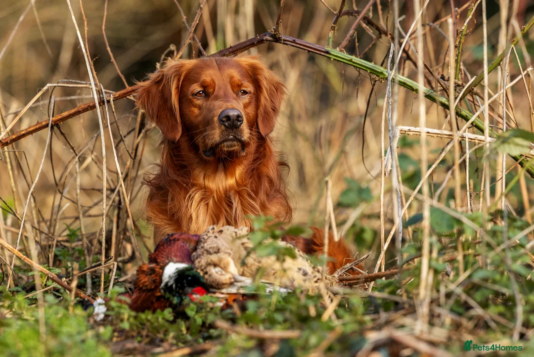 Golden Retriever dogs for stud: Stunning Golden Retriever at Stud - Advert 1