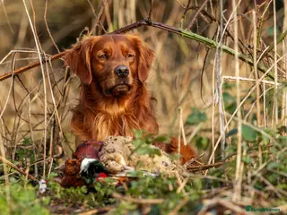 Golden Retriever dogs Stunning Golden Retriever at Stud - Advert 10