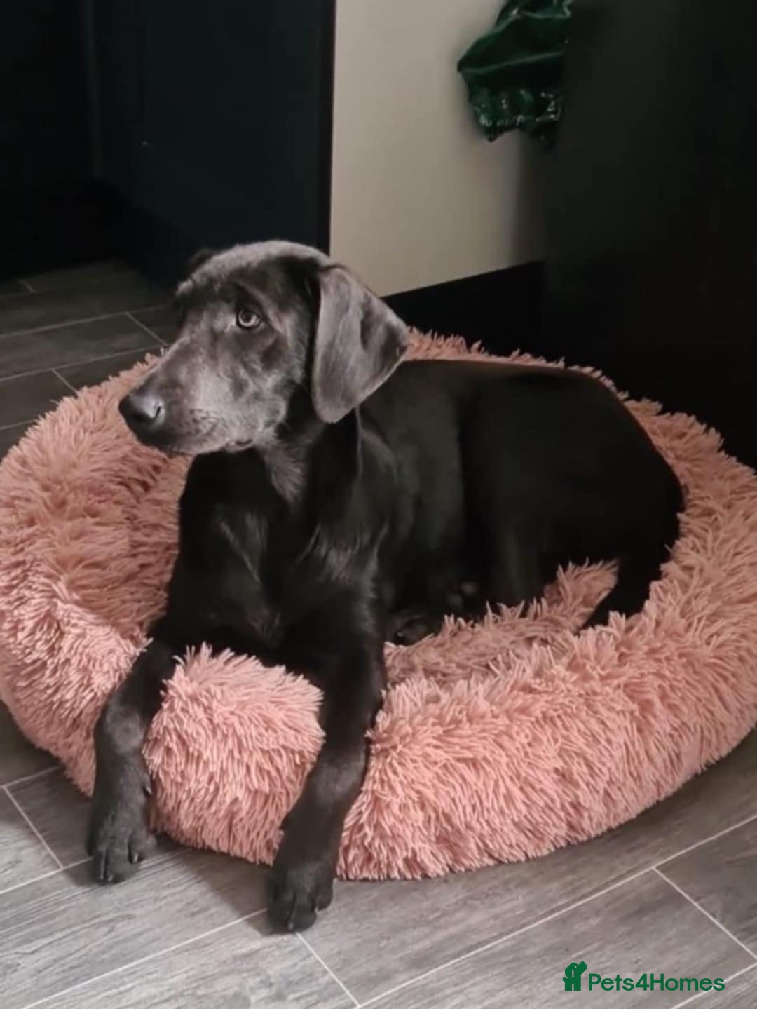 Labrador Retriever dogs for sale: Sky seeking new home  - Image 3