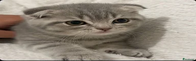 Scottish Fold 2