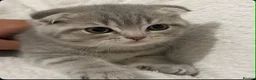Scottish Fold cats for sale: Beautiful British fold in Wellingborough - Advert 3