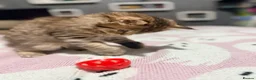 Mixed Breed cats for sale: Beautiful litter of long hair fluffy kitten  - Advert 6