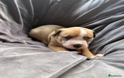 Mixed Breed dogs for sale: Beautiful puppies available – Reserve yours now! - Image 3
