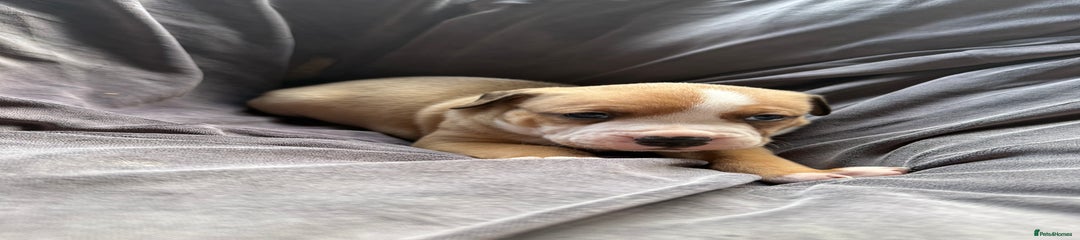 Mixed Breed Puppy 3