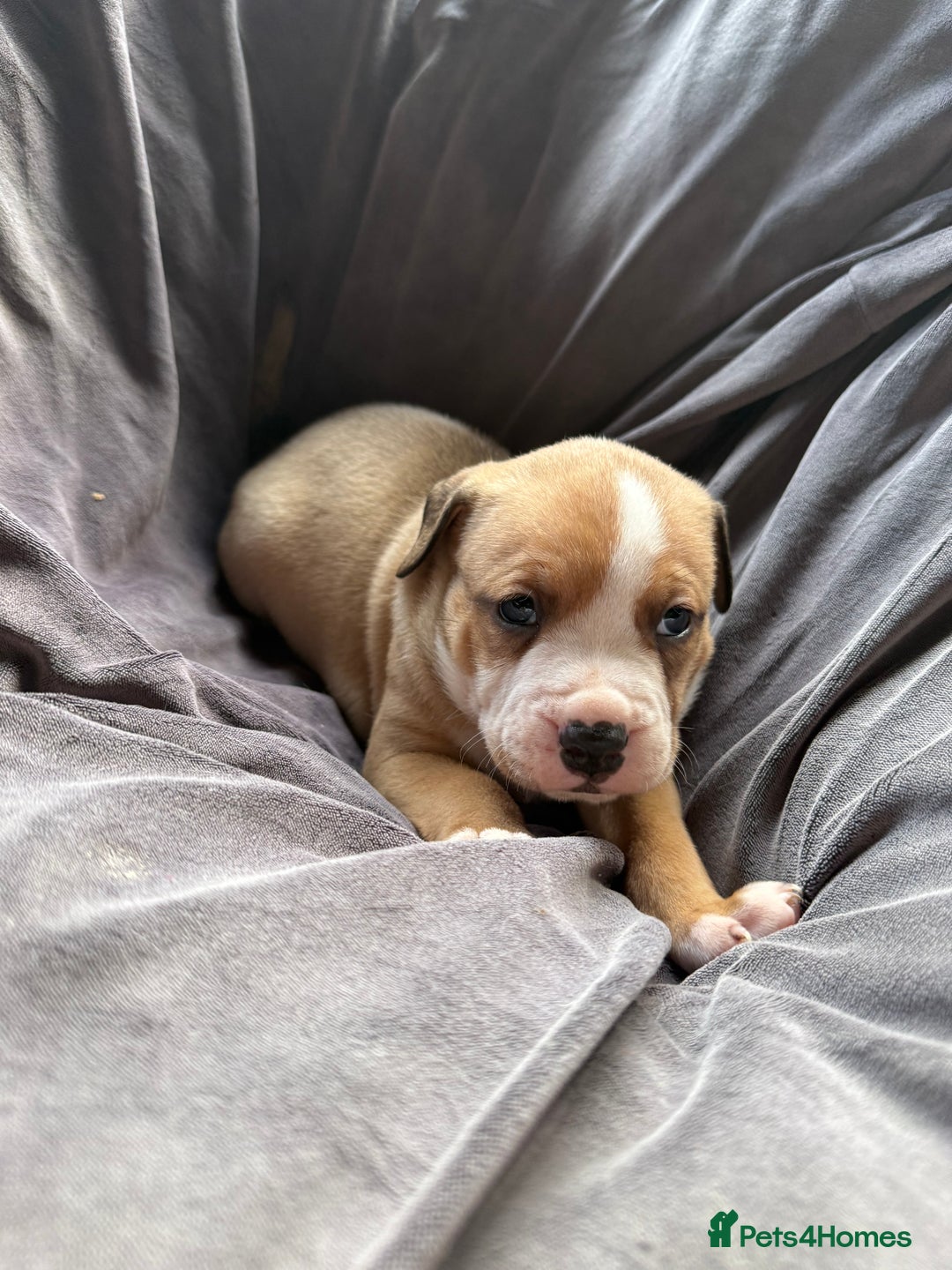 Mixed Breed dogs for sale: Beautiful puppies available – Reserve yours now! - Image 3