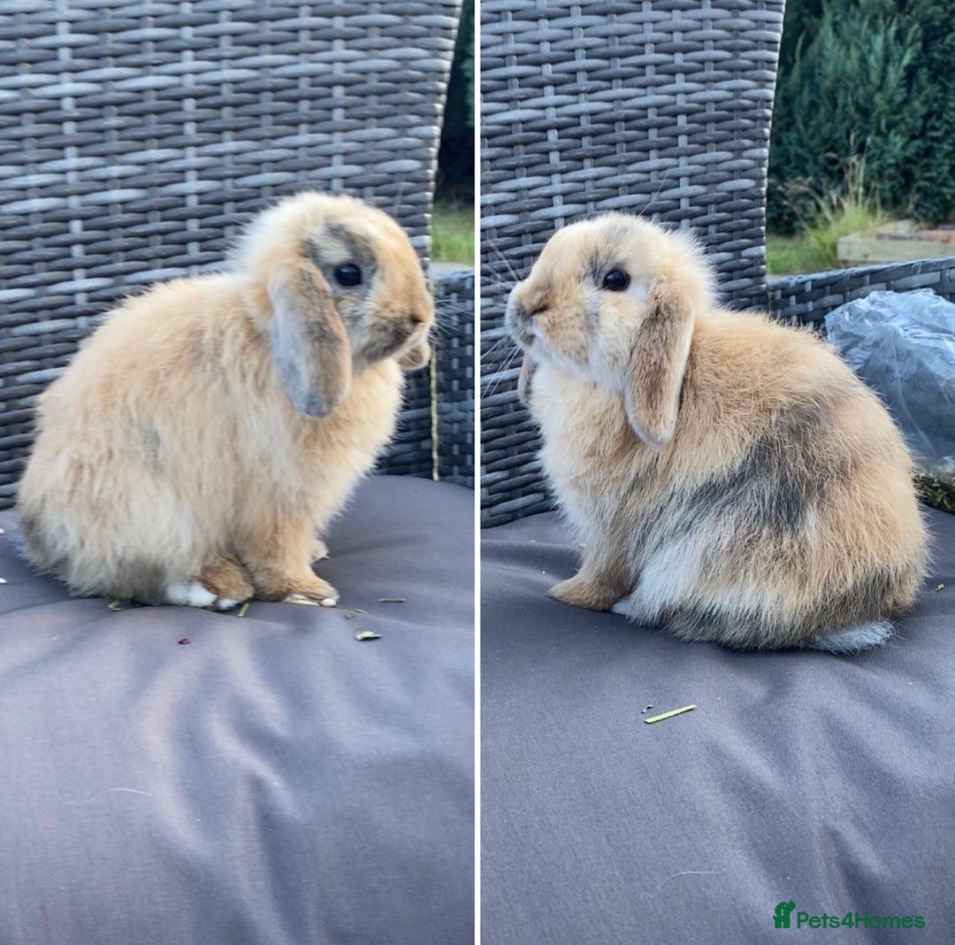 Mini Lop rabbits for sale: Mini Lop Rabbits - Image 9