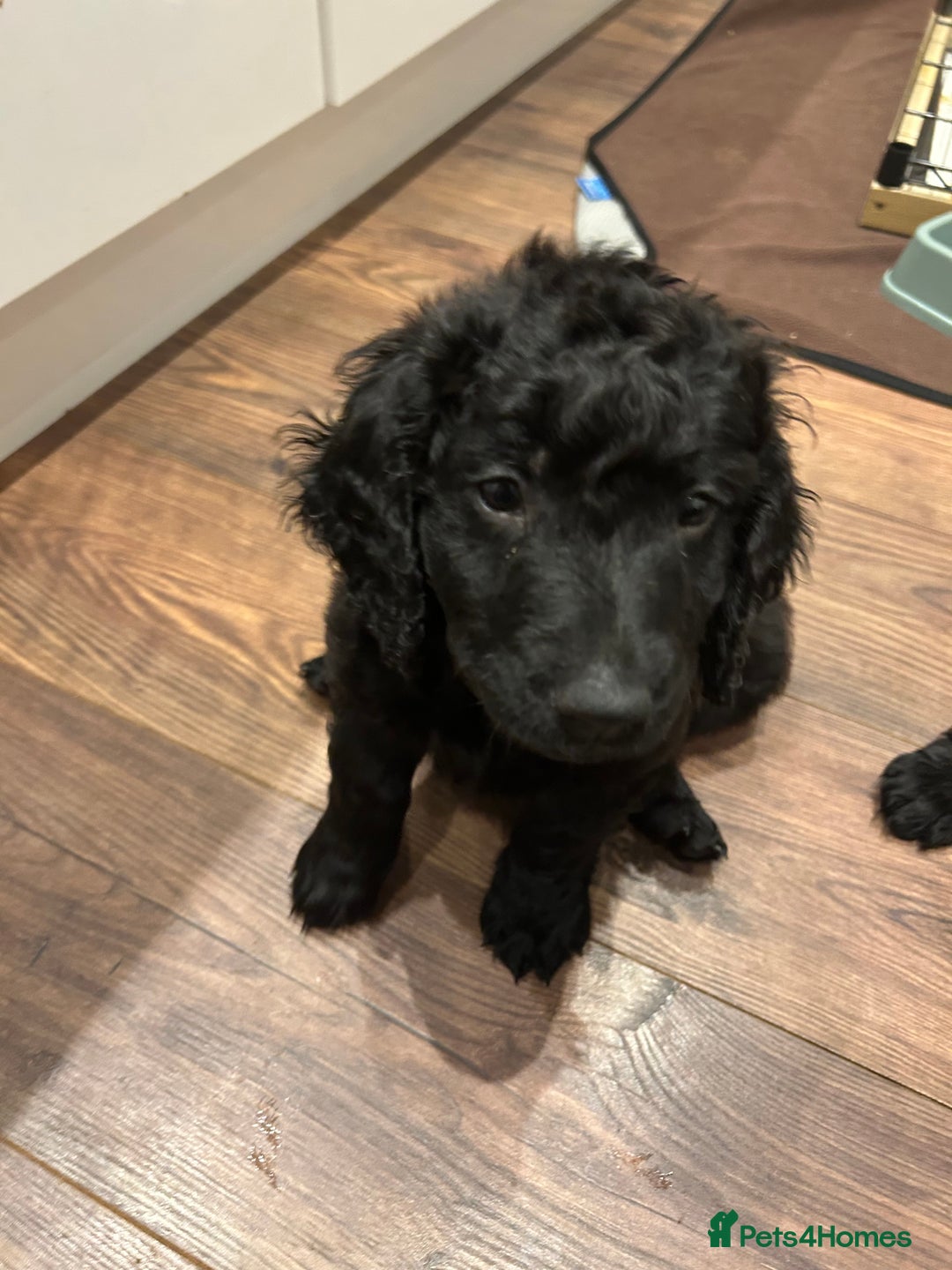 Goldendoodle dogs for sale: Gorgeous Goldendoodle Puppies Multi Generation F3  - Advert 14