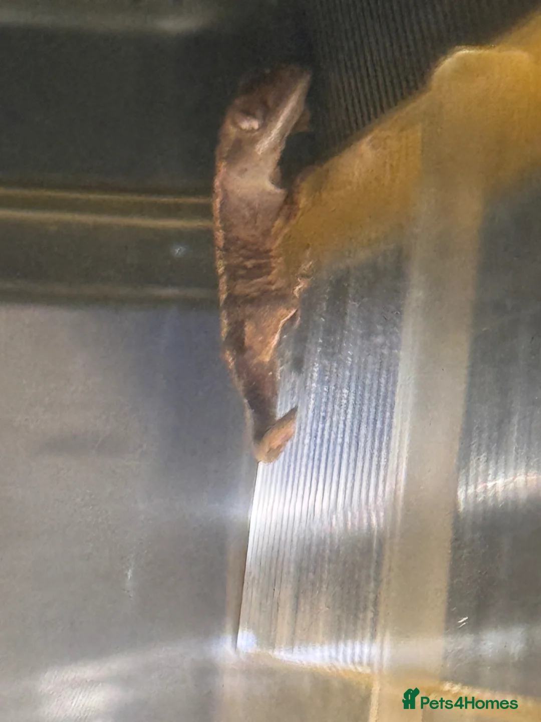 Gecko reptiles for sale: Baby Crested Geckos (ready July)  - Advert 1