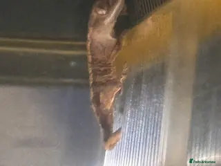 Gecko reptiles Baby Crested Geckos (ready July) - Advert 3