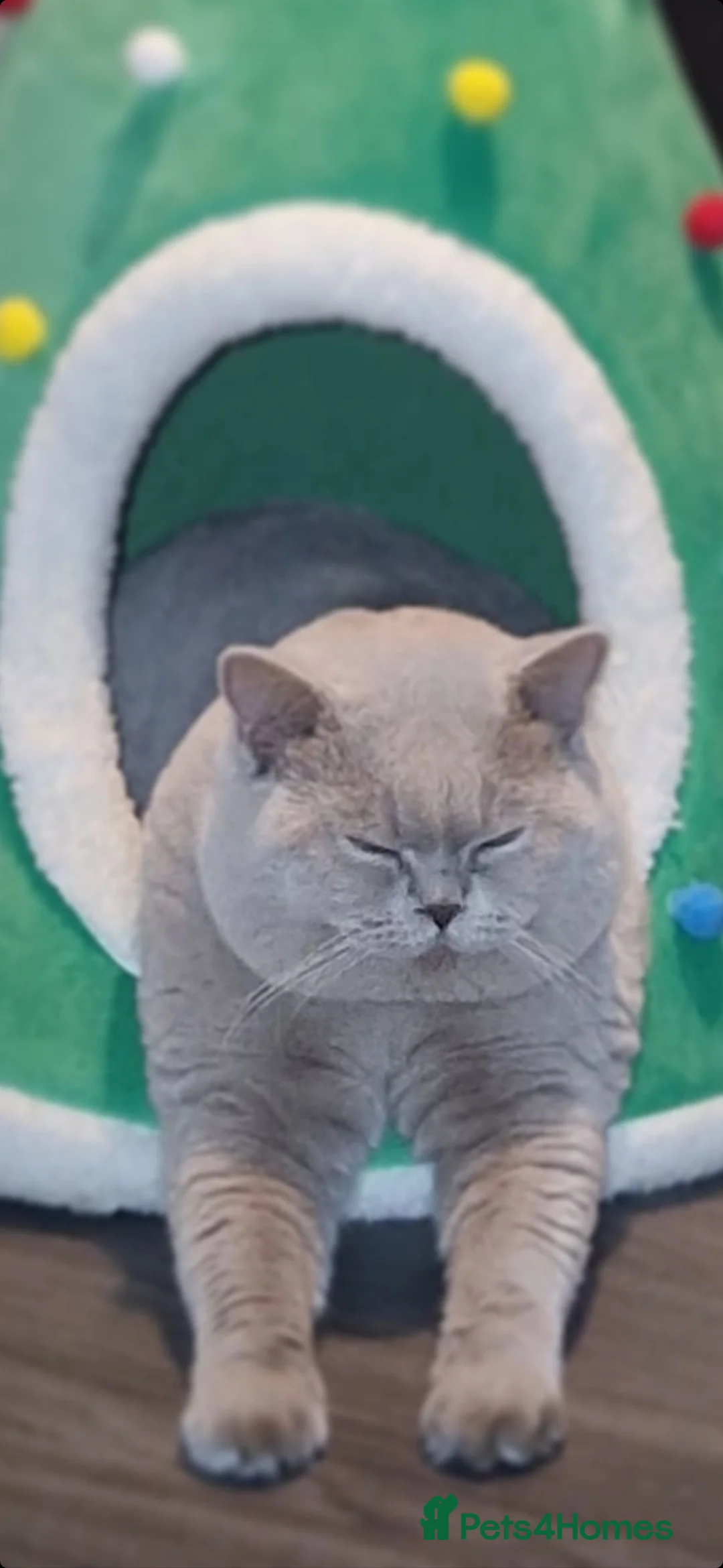 British Shorthair cats for stud: GCCF Grand Champion British shorthair stud in Wolverhampton - Advert 3