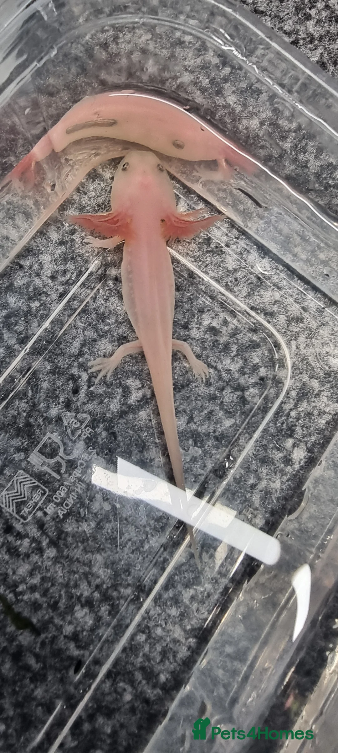 Axolotl reptiles for sale: Juvenile axolotls - Advert 3