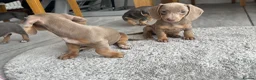Miniature Dachshund dogs for sale: Miniature Dutch hound puppies - Advert 9