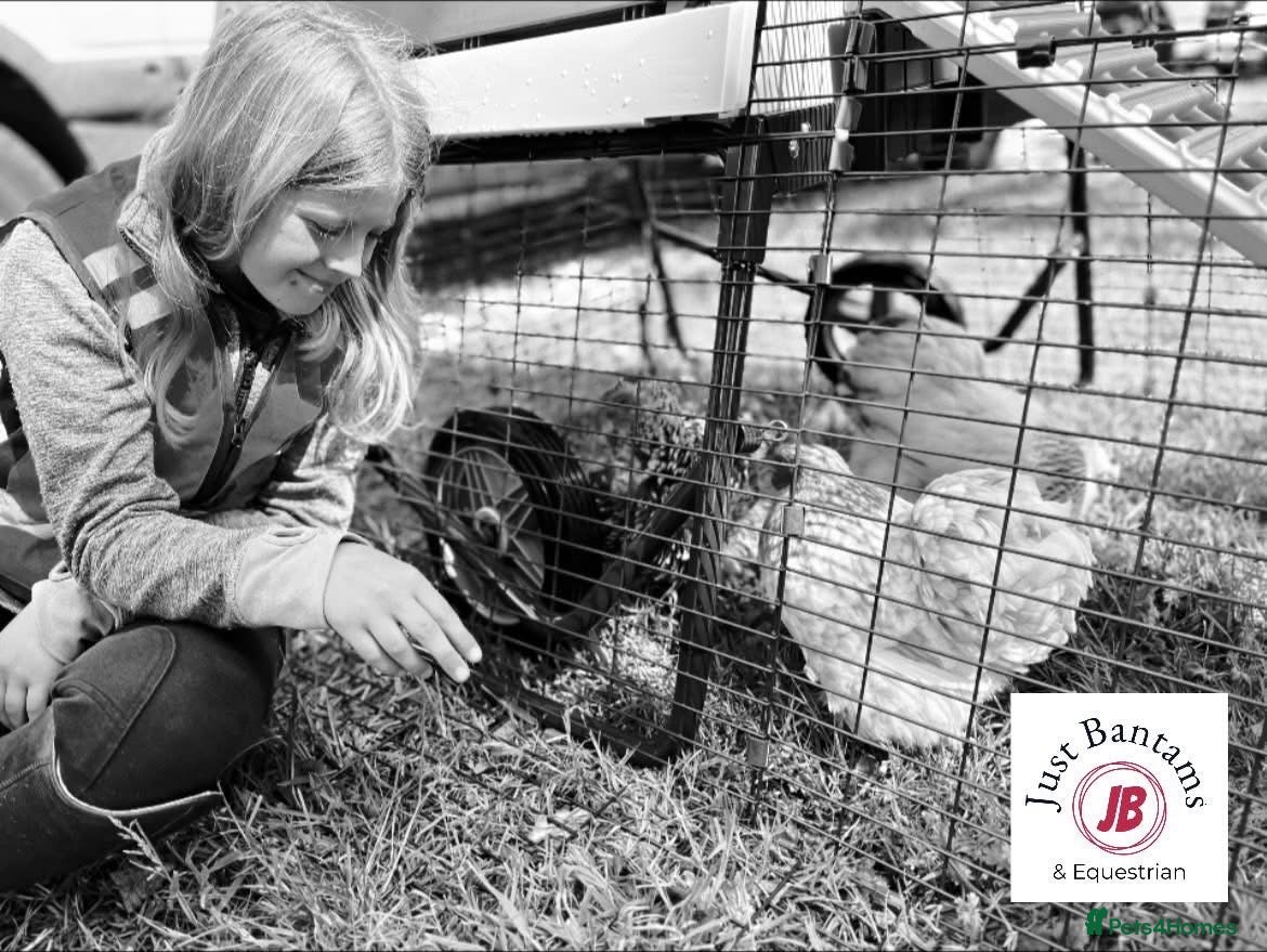 Mixed Breed poultry Hen & Chicken Boarding, Holidays, Pet Sitting  - Advert 12