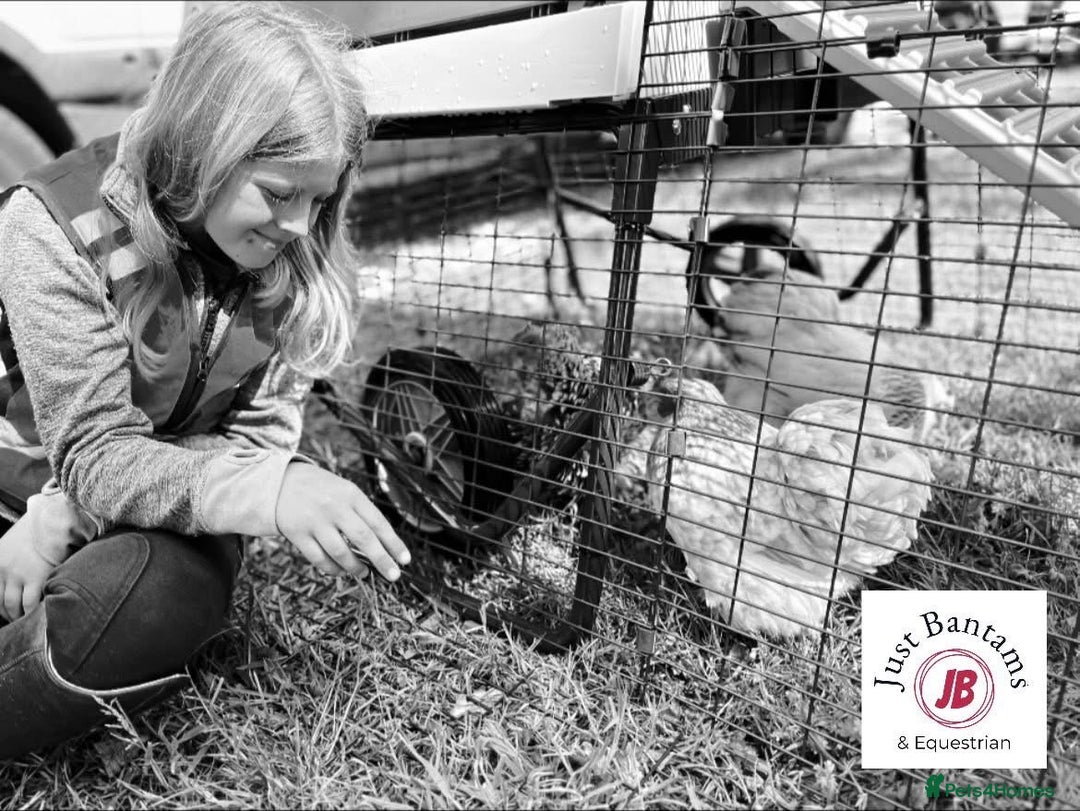 Mixed Breed poultry for sale: Hen & Chicken Boarding, Holidays, Pet Sitting  - Advert 1