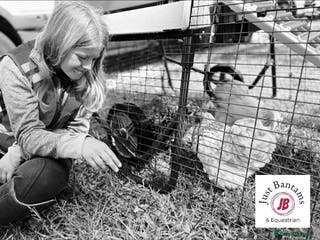 Mixed Breed poultry Hen & Chicken Boarding, Holidays, Pet Sitting - Advert 6