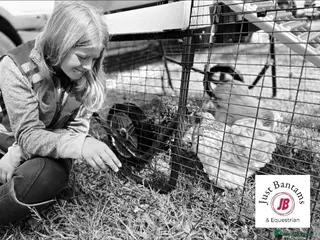 Mixed Breed poultry Hen & Chicken Boarding, Holidays, Pet Sitting - Advert 5