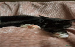 Ragdoll cats for sale: Beautiful ragdoll tuxedo cat - Image 2