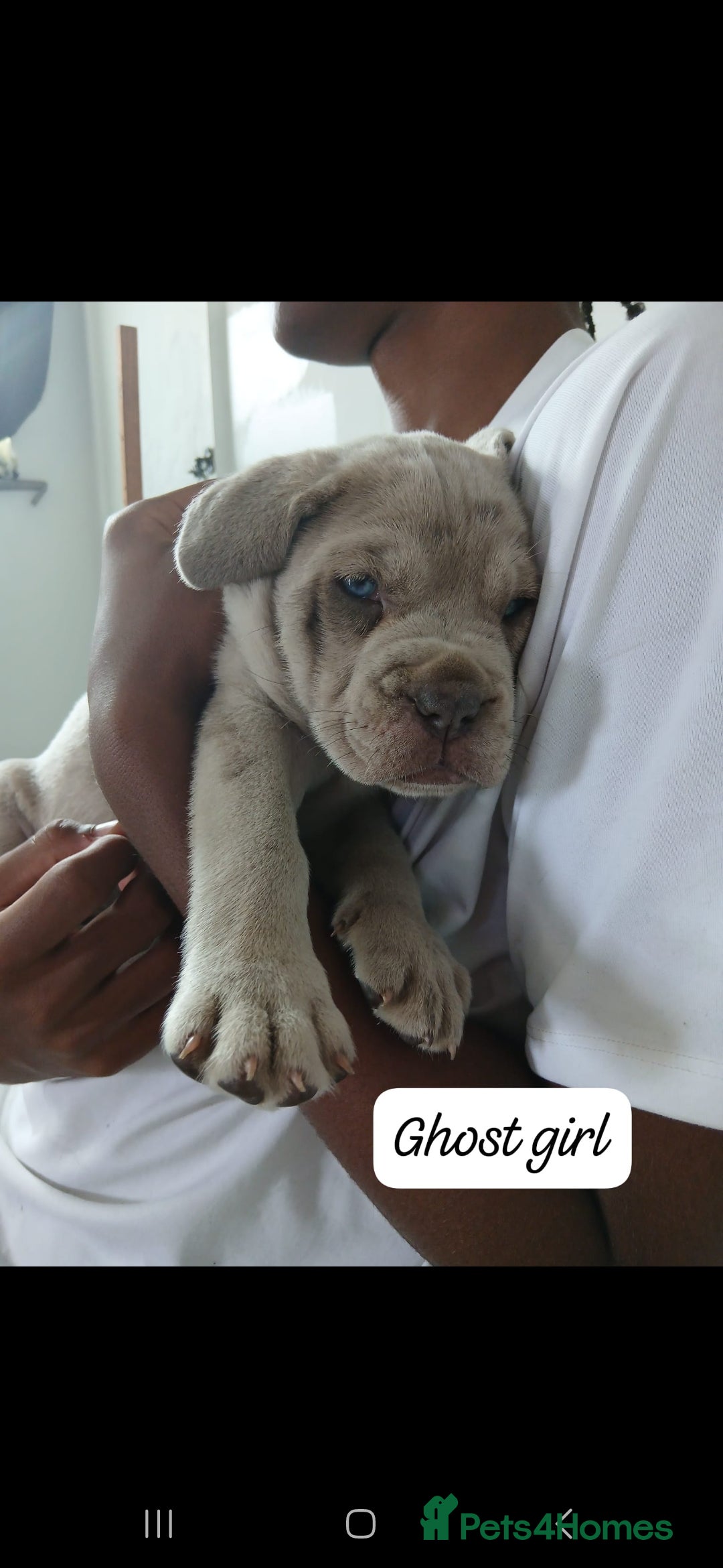 Mixed Breed dogs for sale: Beautiful Molesser Mastiff pups - Image 19