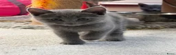 Russian Blue cats for sale: Beautiful Russian Blue Kittens - Advert 27