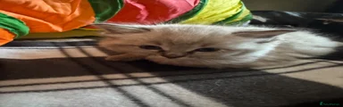 Ragdoll Kitten 3