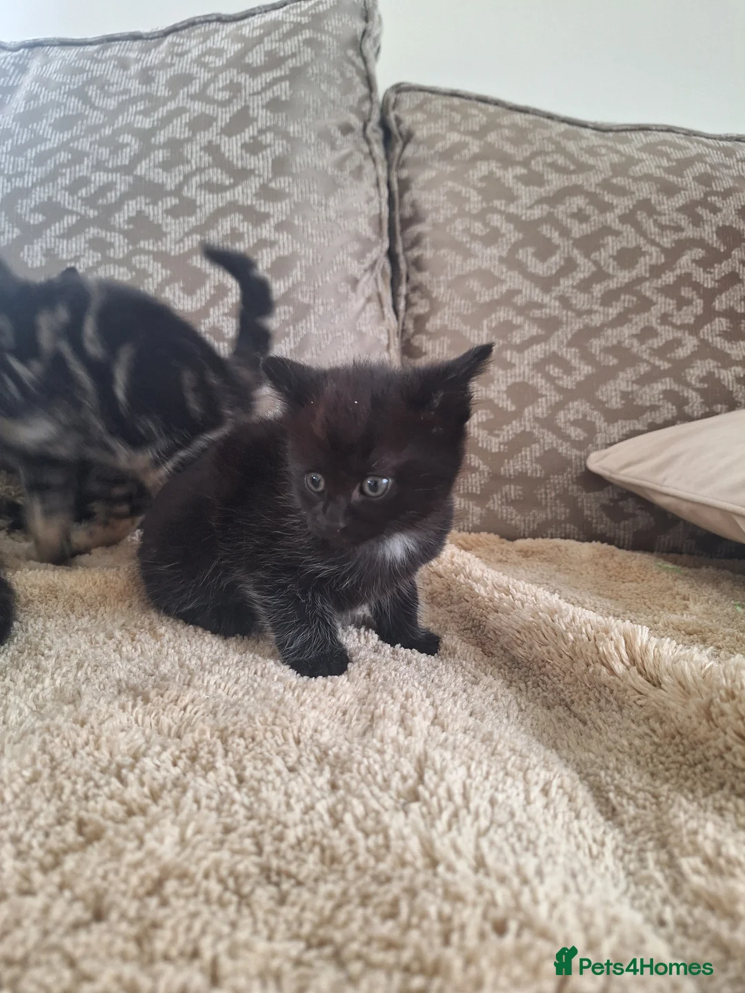 Mixed Breed cats for sale: Tabby and smoky grey kittens  in Thirsk - Advert 13