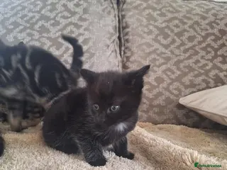 Mixed Breed cats Very rear smokey kittens - Advert 1