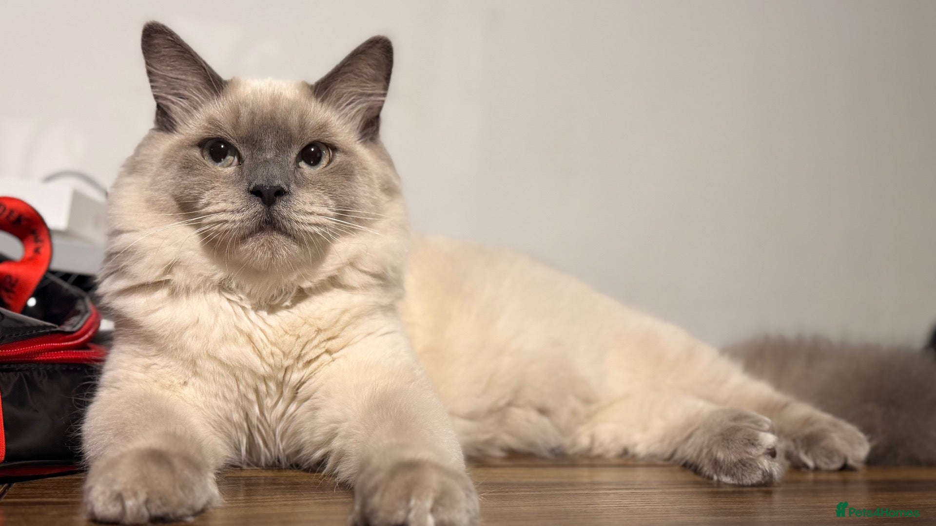 Scottish Fold cats Rio is lovely  & Ready for New Home - Advert 8