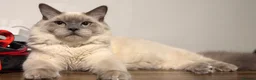 Scottish Fold cats for sale: Rio is lovely  & Ready for New Home - Advert 1