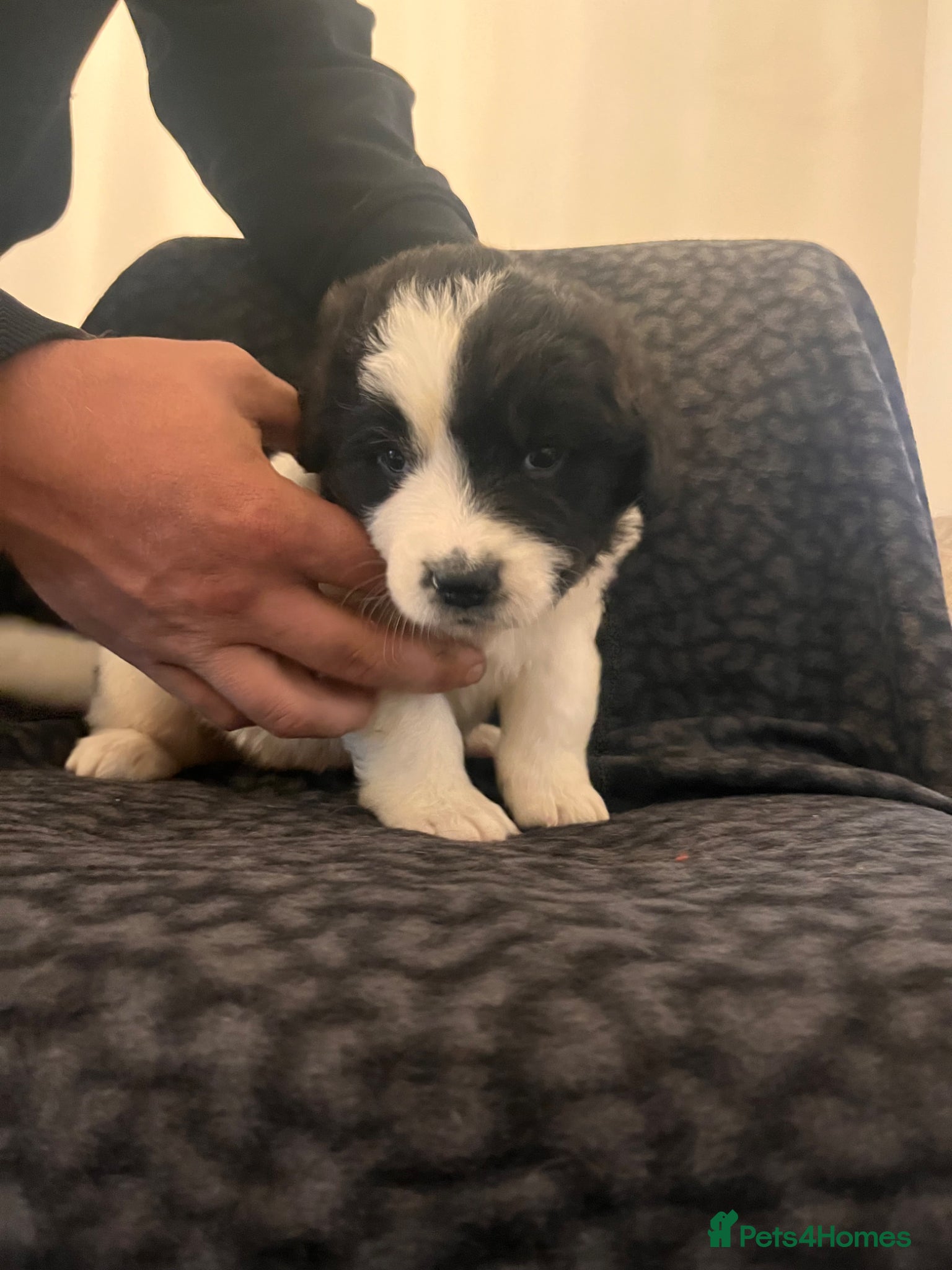 Mixed Breed dogs for sale: Black & landseer Newfoundland puppies  - Advert 3